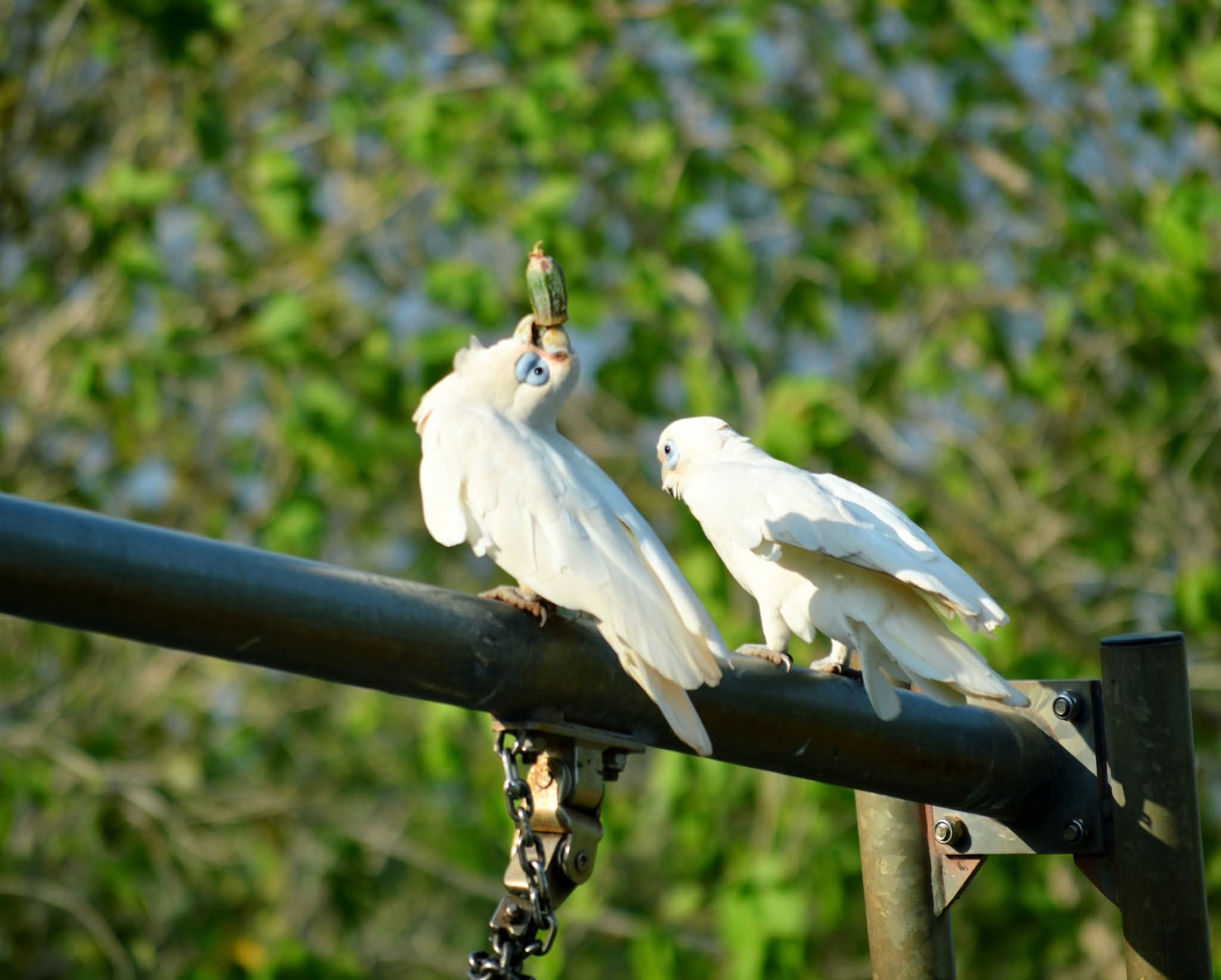 Ảnh đại diện bài viết Dầu hạt ổi