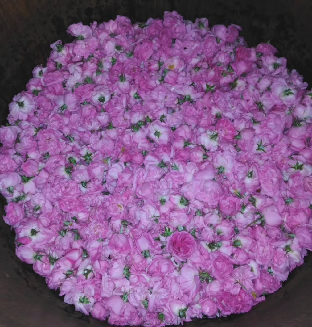 Nước hoa hồng tháng Năm Pháp